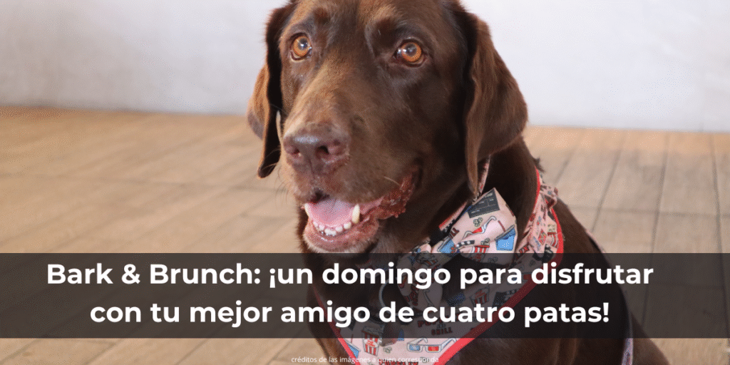 Bark & Brunch: ¡un domingo para disfrutar con tu mejor amigo de cuatro patas!